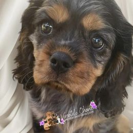 Rain - Cavalier King Charles Spaniel