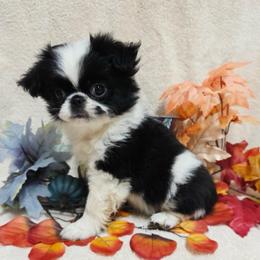 Black Boy (less white) - Black and white male Japanese Chin puppy in Tulsa, Oklahoma from Locust Creek Pugs & Japanese Chin's
