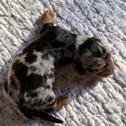 Dachshund Puppies from Little Doxie Farm