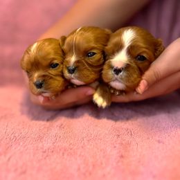 Cavalier King Charles Spaniel Puppies from Adelaide Cottage