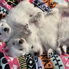 Japanese Spitzs from Konalae Japanese Spitz Jr.