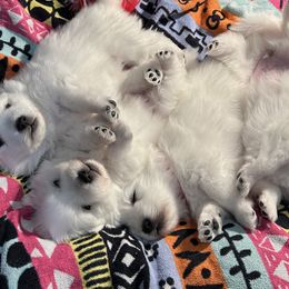 Japanese Spitzs from Konalae Japanese Spitz Jr.