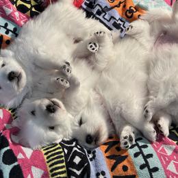 Japanese Spitzs from Konalae Japanese Spitz Jr.