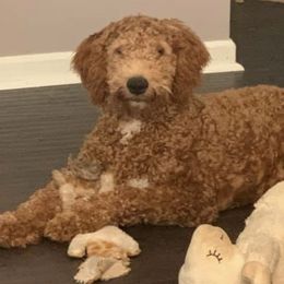 Goldendoodles from Rock Creek Kennels