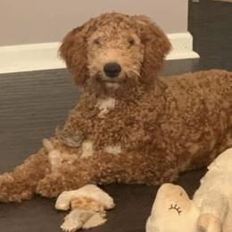 Goldendoodles from Rock Creek Kennels