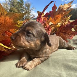 Ariel - Chocolate and tan female Dachshund puppy in Mount Airy, North Carolina from Pine Ridge Mini Doxies