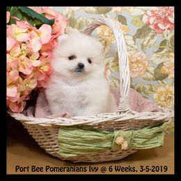 Pomeranian Puppies from Port Bee Pomeranian’s