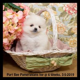 Pomeranian Puppies from Port Bee Pomeranian’s