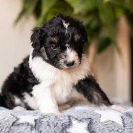 Bean - Black tri-color female Aussiedoodle puppy in Tonopah, Arizona from Kae's Kennels