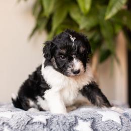 Bean - Black tri-color female Aussiedoodle puppy in Tonopah, Arizona from Kae's Kennels
