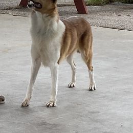 Azawakh, Collie, and Standard Schnauzer All Grown Up from Kokomo Kennels