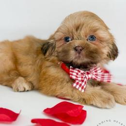 Flip - Liver male Shih Tzu puppy in League City, Texas from Divine Pups