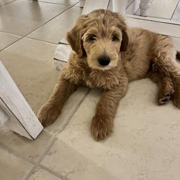 Goldendoodle Puppies from Darling Doodles