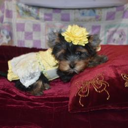 Yorkshire Terrier Puppies from Pooch Perfect Puppies