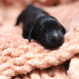 Josie - Black female Dachshund puppy in Eaton, Ohio from Miniature Alphas Dachshunds