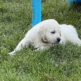 Golden Retriever and Jack Russell Terrier Puppies from Shelby Burleson's Golden Retrievers and Jack Russell Terriers