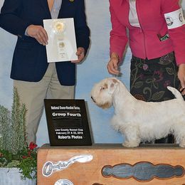 Sealyham Terrier Puppies from Alibi Sealyham Terriers