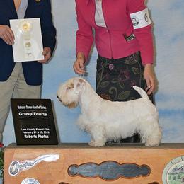 Sealyham Terrier Puppies from Alibi Sealyham Terriers
