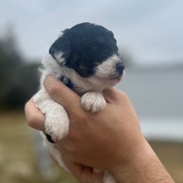 Blue collar - Black and white male Sheepadoodle puppy in Hudson, Florida from Tampa Sheepadoodles