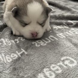 Sir Otter of Pomsky Acres - Wolf sable male Pomsky puppy in Fort Collins, Colorado from Pomsky Acres