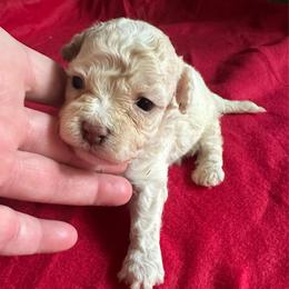 Inky - Merle male Maltipoo puppy in Coal City, Indiana from Angel Blue Dogs