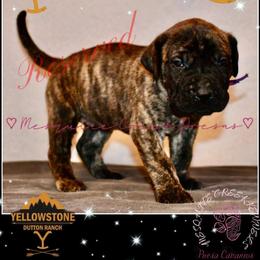 Perro de Presa Canario Puppies from Mesquite Creek Kennels