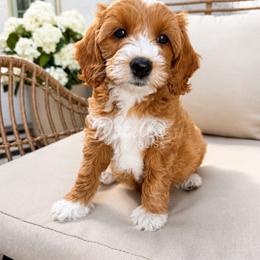 Goldie - Red  female Goldendoodle puppy in Gilbert, Arizona from Doodle Bliss