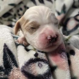 Forest - Blenheim male Cavapoo puppy in Roseville, California from Heavenly Goldendoodles
