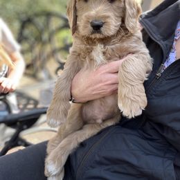 Assorted Doodle Crosses and Goldendoodle Puppies from Wake Forest Darling Doodles