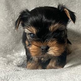 Waylon - Black and tan male Yorkshire Terrier puppy in Jacksonville, Florida from The Yorkie Shack