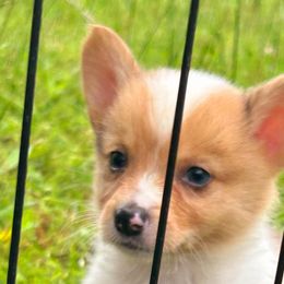 American Corgis and Cardigan Welsh Corgis from Silver Moon Cardigan Corgis