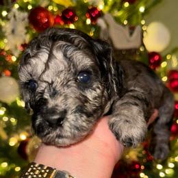 Pepper - Merle female Goldendoodle puppy in Greenville, South Carolina from Law Doodles of SC