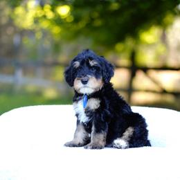 Blue collar - Tri-color male Bernedoodle puppy in Spokane, Washington from Doodle Love