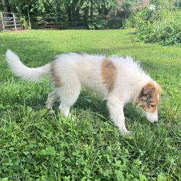 Holly - White female Collie puppy in Franklin, Tennessee from Franklin Farm Collies