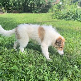 Holly - White female Collie puppy in Franklin, Tennessee from Franklin Farm Collies