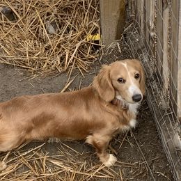 Bailey - Dachshund