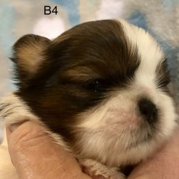 Boy 3 - Shih Tzu puppy in Silver Lake, Oregon from Bling Shih Tzu