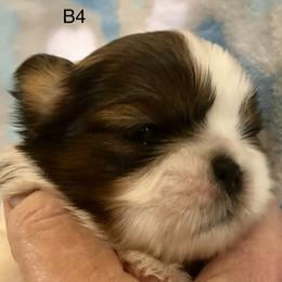 Boy 3 - Shih Tzu puppy in Silver Lake, Oregon from Bling Shih Tzu