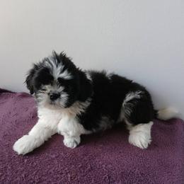 Chica - NEWLY AVAILABLE 6-29-26 - Black and white female Shih Tzu puppy in Benbrook, Texas from 2 Sons & 4 Paws Puppies