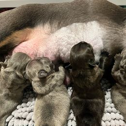 French Bulldog Puppies from Divine Crown French Bulldogs