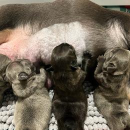 French Bulldog Puppies from Divine Crown French Bulldogs
