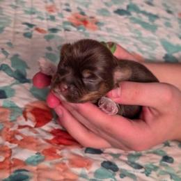 Auguste - Green Collar - Liver male Shorkie puppy in Troy, Ohio from Ever After Tails
