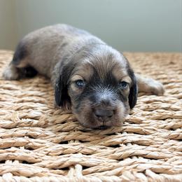 Diesel 3500 - Cream male Dachshund puppy in Sylvania, Alabama from Yancey’s Doxies