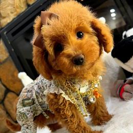 Chanel - Red female Maltipoo puppy in Sugar Land, Texas from Celebrity Maltipoos
