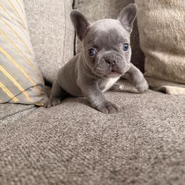 Girl 2 purple - Blue female French Bulldog puppy in Bolingbrook, Illinois from Flores Frenchies