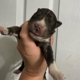 Knight - Red and white male Siberian Husky puppy in London, Ohio from Rose Trail Siberian’s