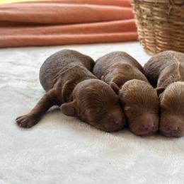 Fable - Red  female Goldendoodle puppy in Atlanta, Georgia from Teddy Puppies