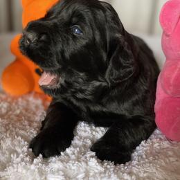 Boy 2 - Black male Black Russian Terrier puppy in Oklahoma from Ter’Avalon Kennel