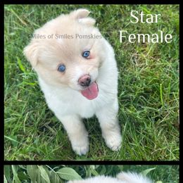 Star - Red and white female Pomsky puppy in Marshall, Minnesota from Miles of Smiles Pomskies