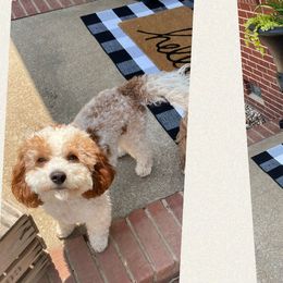Goldendoodles and Labradoodles from Blackberry Hill Doodles